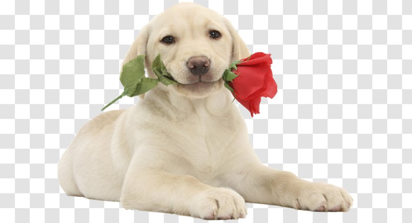 Labrador Retriever Puppy Cat Valentine's Day Bull Terrier - Carnivoran Transparent PNG