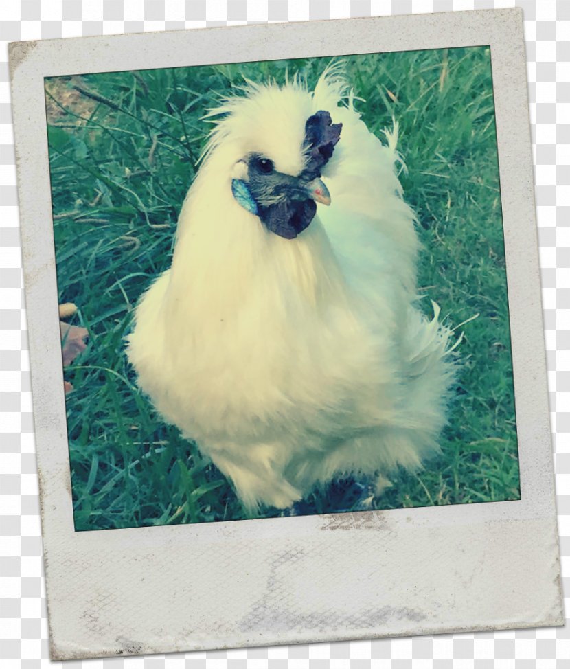 Rooster Wyandotte Chicken Australorp Silkie Ameraucana - Animal - Egg Transparent PNG