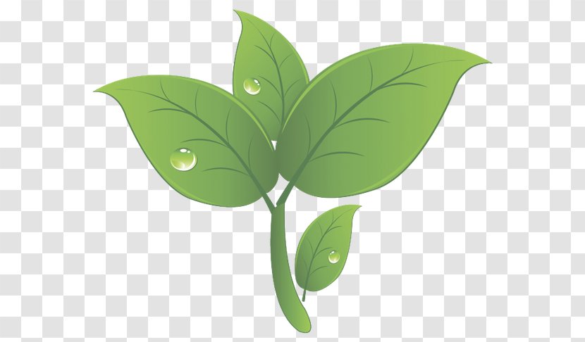 Maple Leaf Green - Petal Transparent PNG