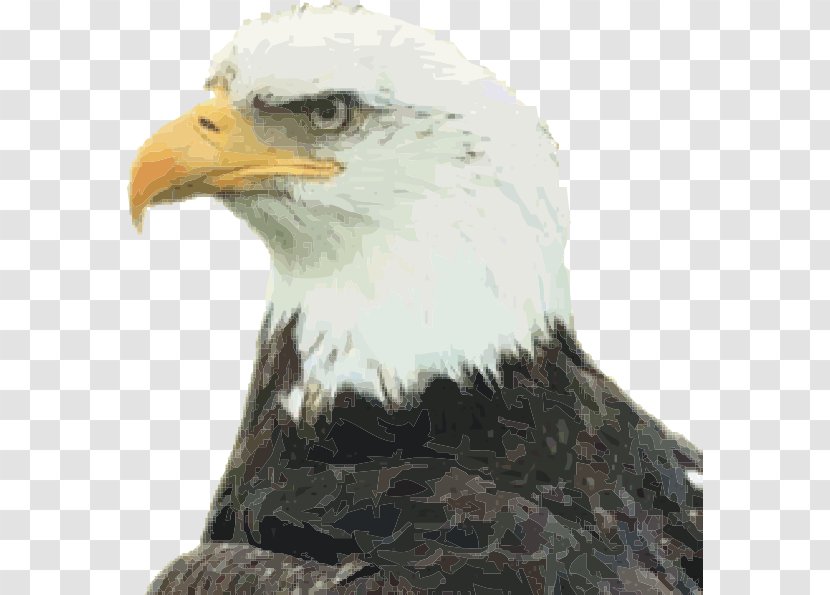 Bald Eagle Bird Clip Art - Accipitriformes Transparent PNG