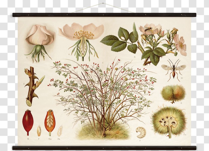 Floral Design Rosa Canina - Hundsrose Botany CanvasWall Chart Transparent PNG