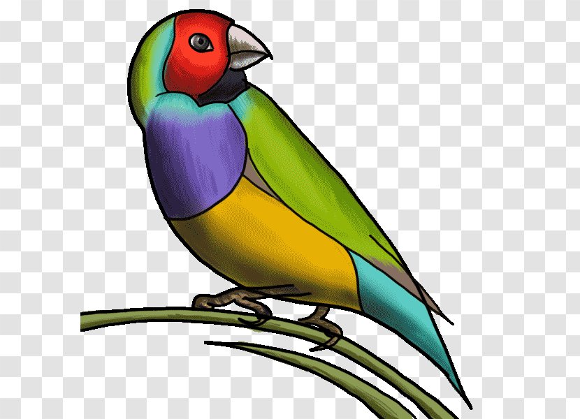 Lovebird - Finch Transparent PNG