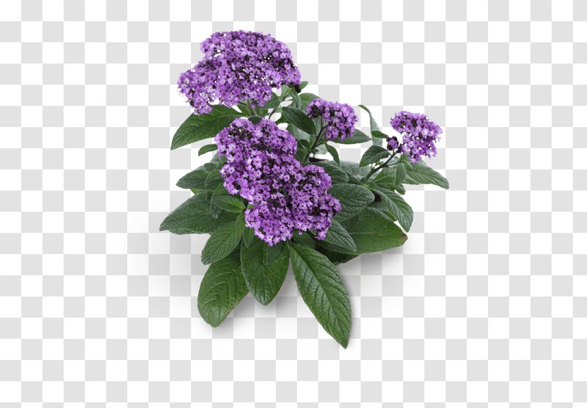 Heliotropium Betty Barclay Heliotrope Fennel Lilac - Flowering Plant - Sensuality Transparent PNG