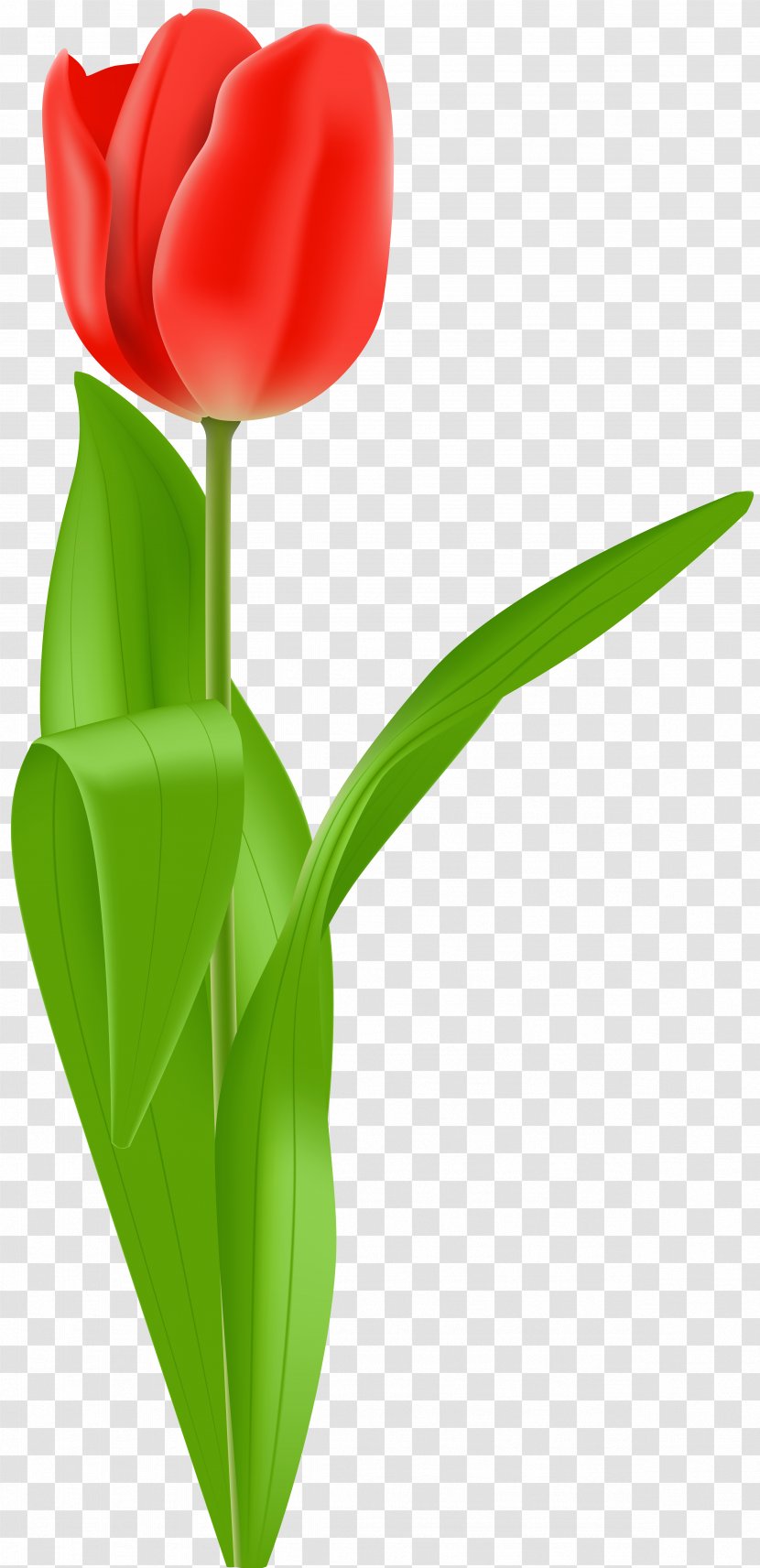 Tulip Flower Clip Art - Tulips Transparent PNG