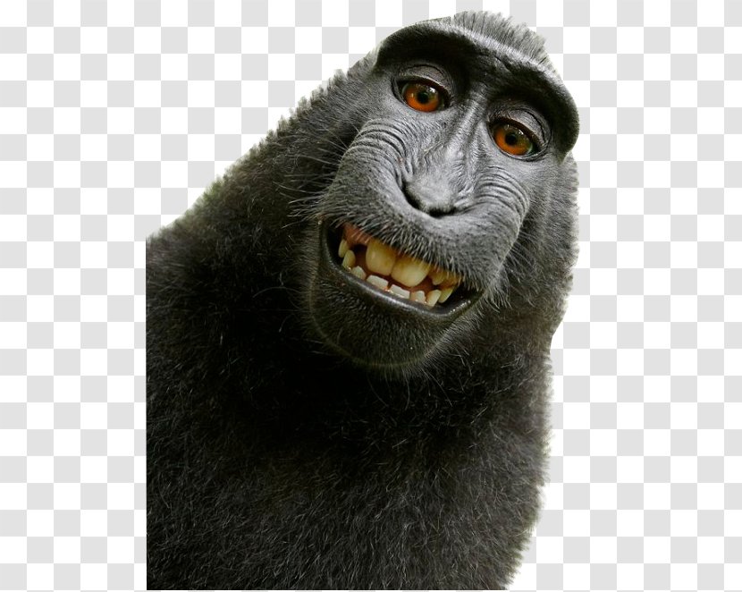 Celebes Crested Macaque Monkey Selfie Primate - Mammal Transparent PNG