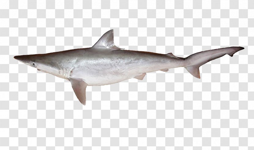 Common Smooth-hound Starry Grey Spotless Requiem Shark - Houndshark - Free Star Gray Pull Material Transparent PNG