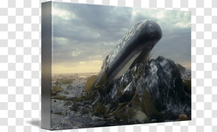Gallery Wrap Canvas Stock Photography Art - Fauna - Grey Whale Transparent PNG