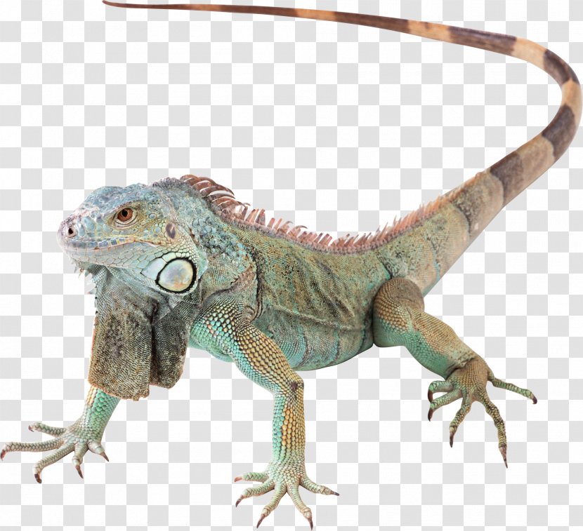 Lizard Reptile Green Iguana - Viviparous Transparent PNG