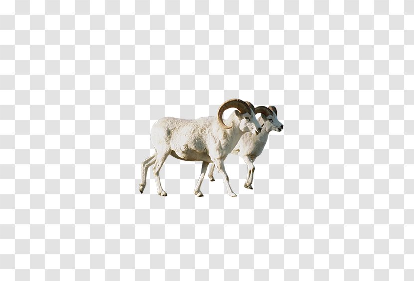 Sheep Argali Animal - Snout - Aries Side Transparent PNG
