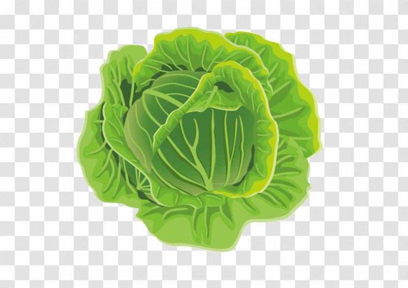 Cabbage Leaf Vegetable Cauliflower Kale Transparent PNG