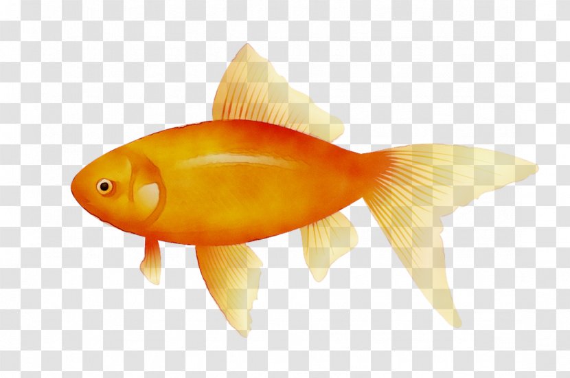 Goldfish Koi Pufferfish - Fish Transparent PNG