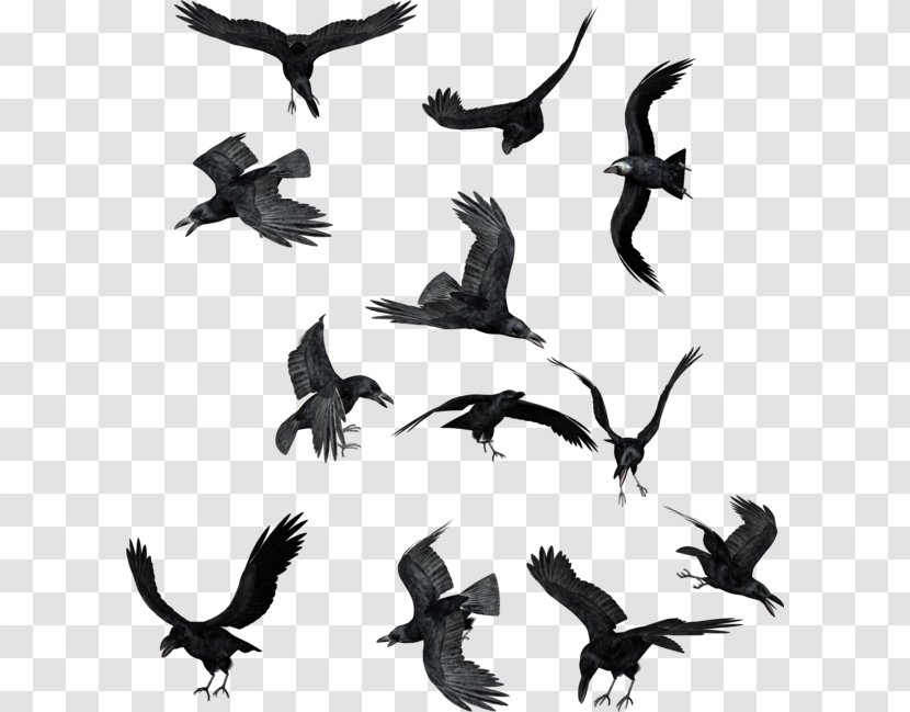 Bird Common Raven Clip Art - Silhouette - Raven/ Transparent PNG
