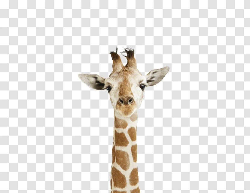 The White Giraffe Reticulated Northern Animal Cuteness - Neck Transparent PNG