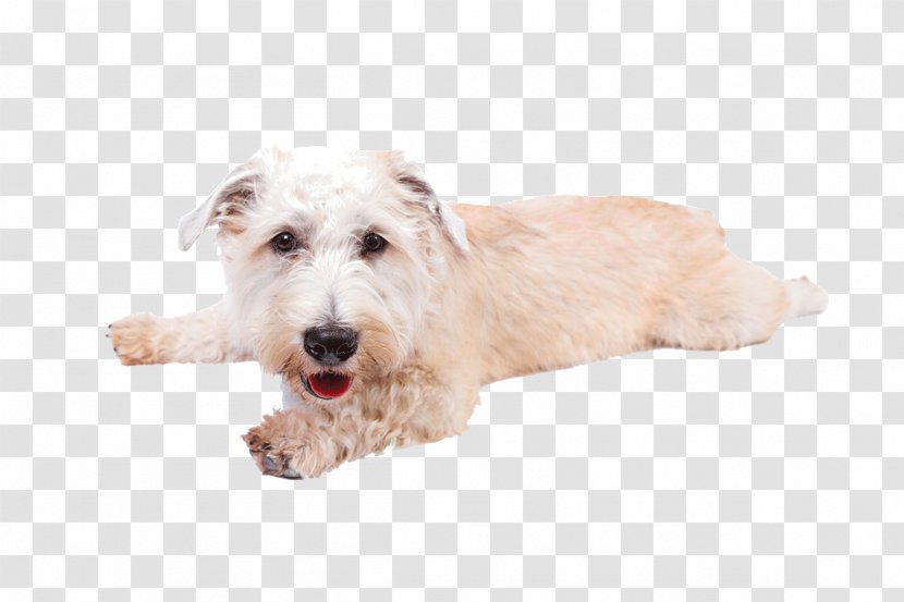 Glen Of Imaal Terrier West Highland White Soft-coated Wheaten Wire Hair Fox Sporting Lucas - Puppy Transparent PNG
