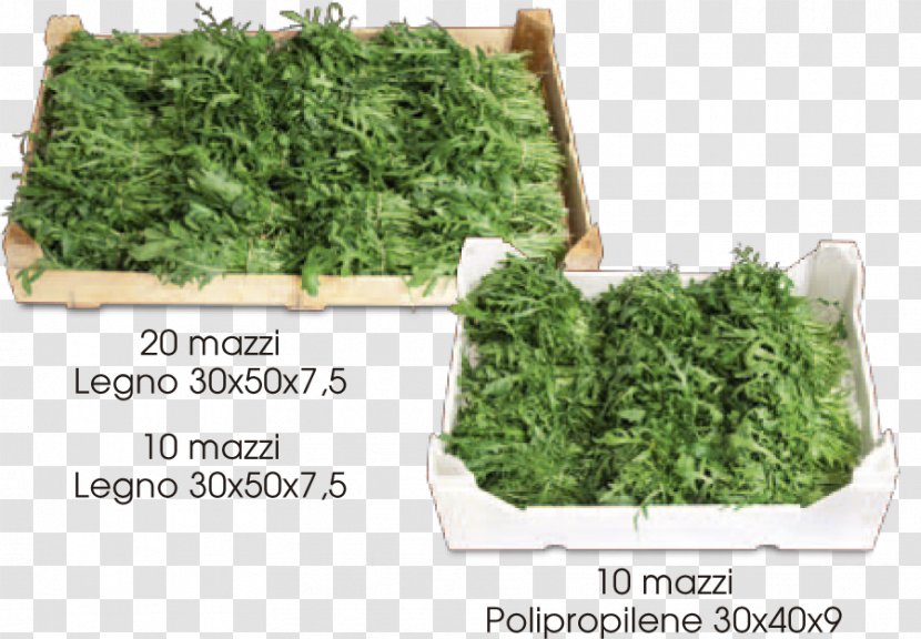 Leaf Vegetable Perennial Wall-rocket Arugula Azienda Agricola La Rucola Societa' Semplice Verona - Grass Transparent PNG