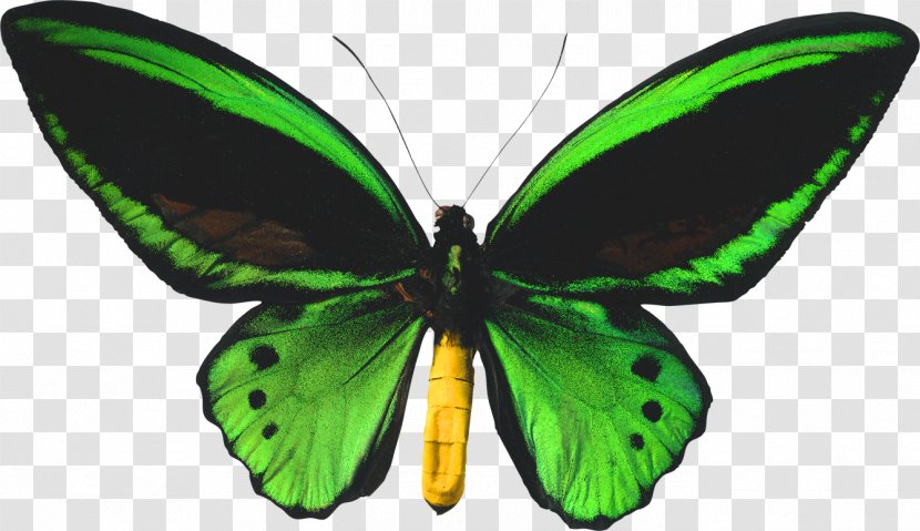 Butterfly Biak Ornithoptera Priamus Birdwing Goliath - Organism Transparent PNG