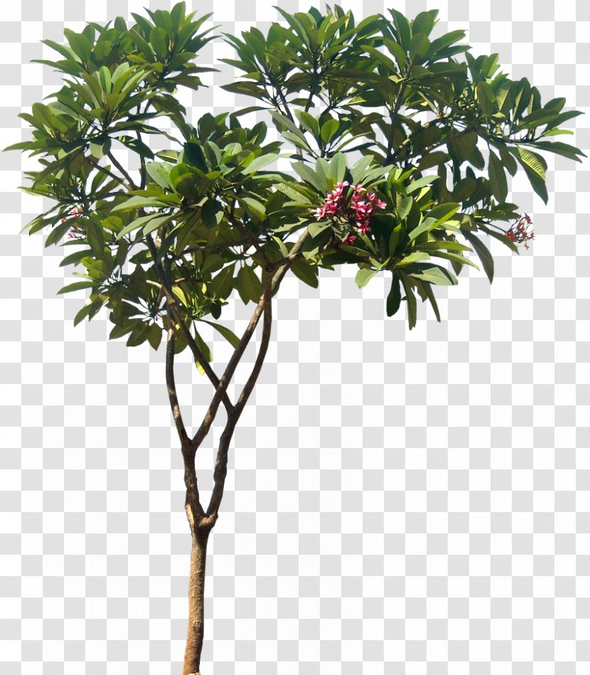 Plumeria Rubra Alba Obtusa Plant Tree - Ornamental Transparent PNG