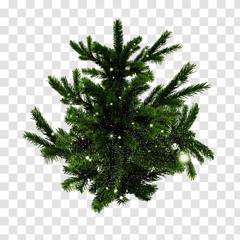 Shortleaf Black Spruce Columbian Balsam Fir White Pine Colorado - Oregon - Canadian Tree Transparent PNG