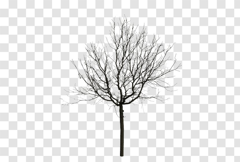 Black And White Tree Eastern Walnut - Monochrome Photography - Love Transparent PNG