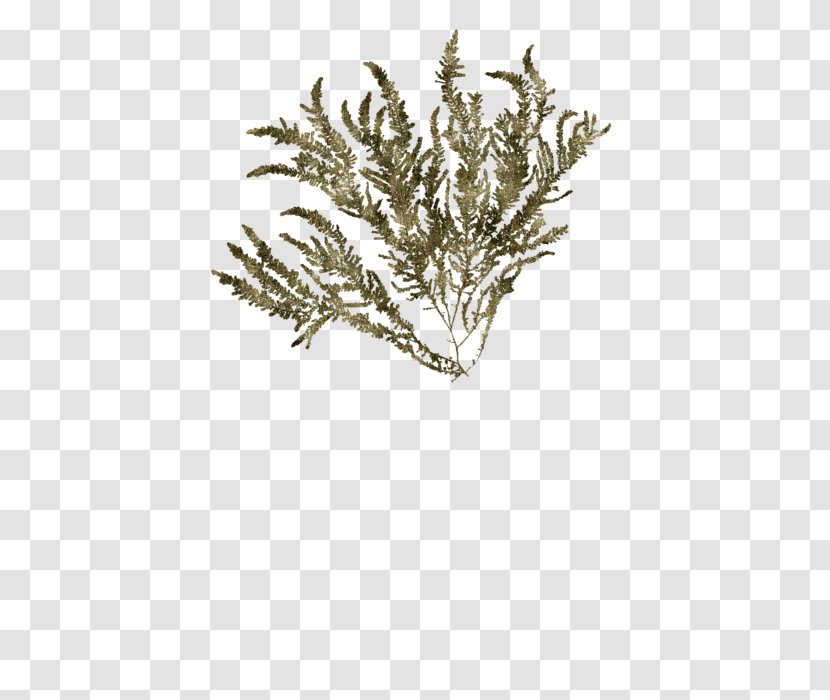 Grasses Commodity Family - Ocean Plants Transparent PNG