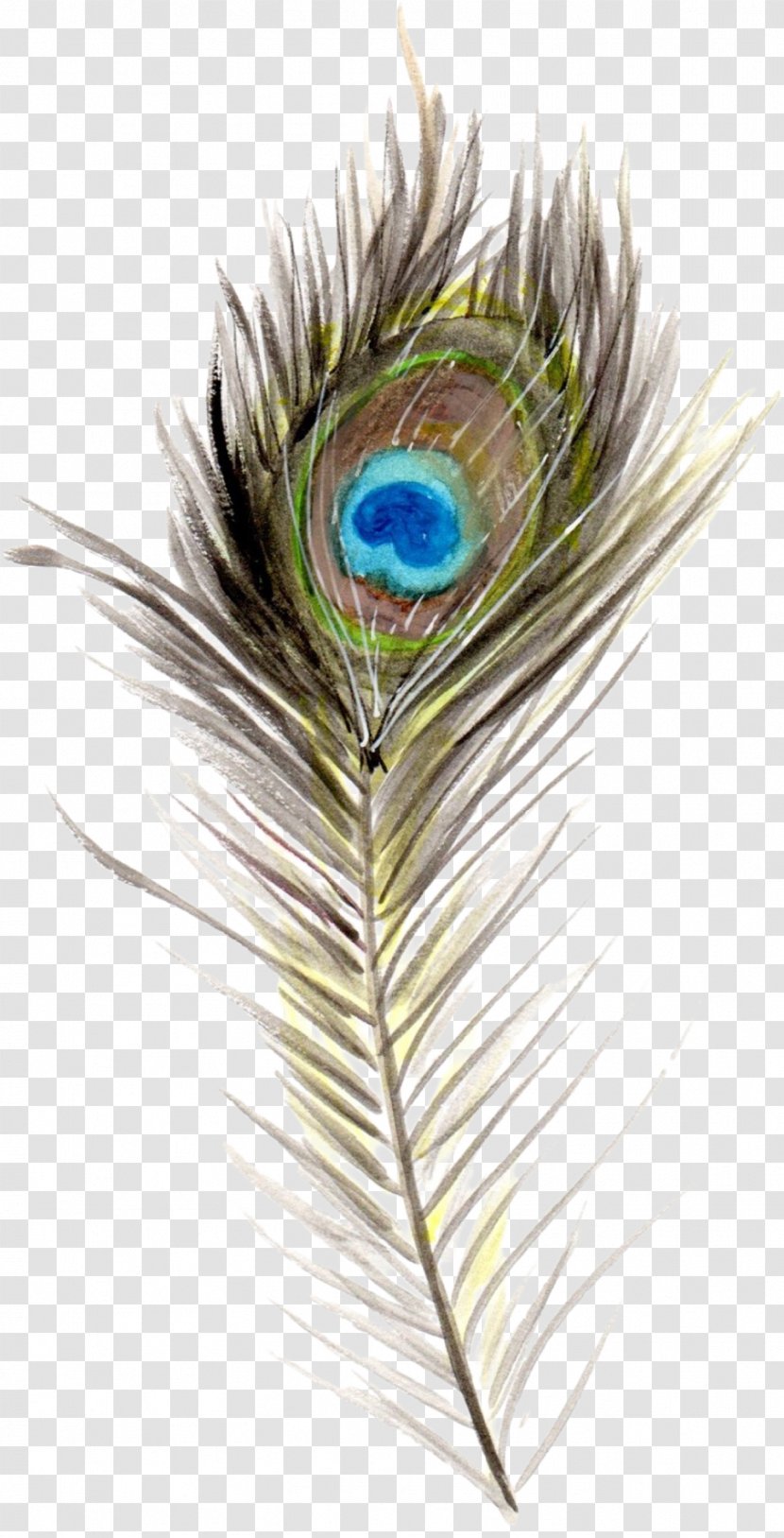 Bird Feather Boho-chic Quill - Close Up Transparent PNG