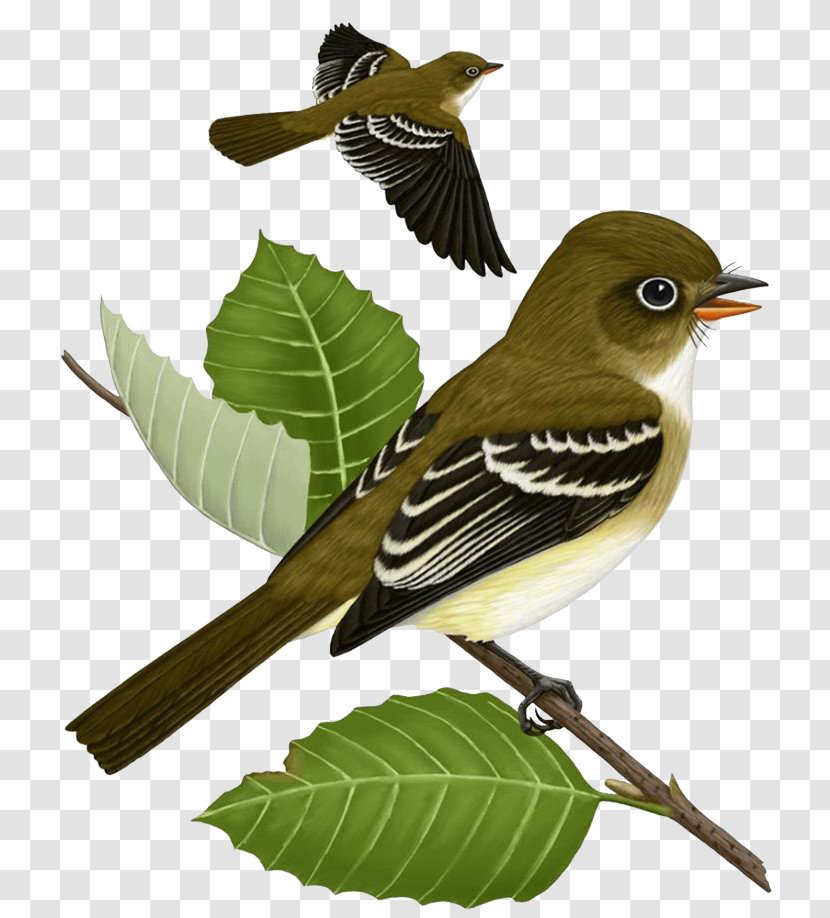 Bird Clip Art - Beak - Sparrow Transparent PNG