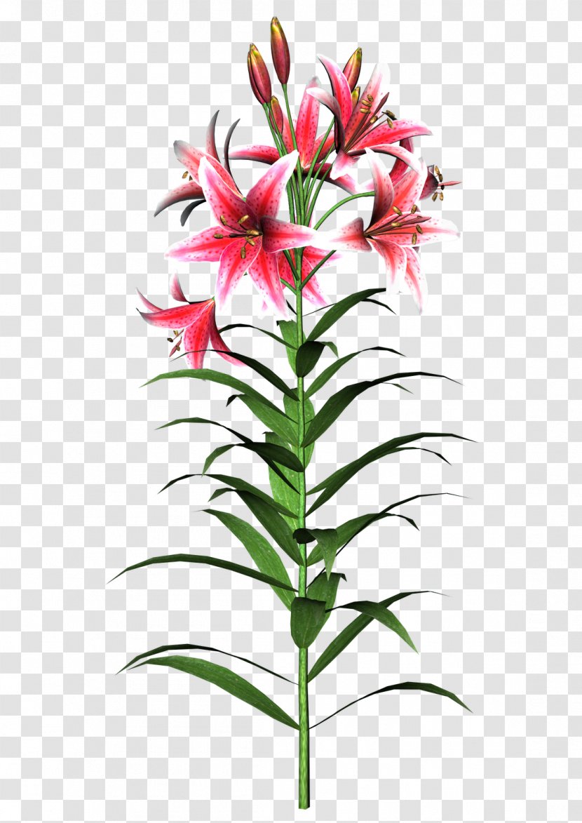 Flower Tiger Lily Easter Turk's-cap Clip Art - Flowering Plant Transparent PNG