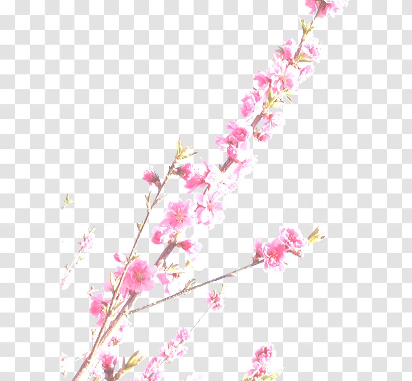 Cherry Blossom Photography Standard Test Image - Flower Transparent PNG