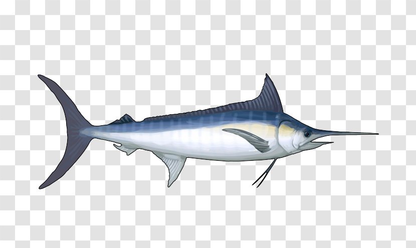 Swordfish Squaliform Sharks Requiem Marine Biology Mammal - BLUE MARLIN Transparent PNG