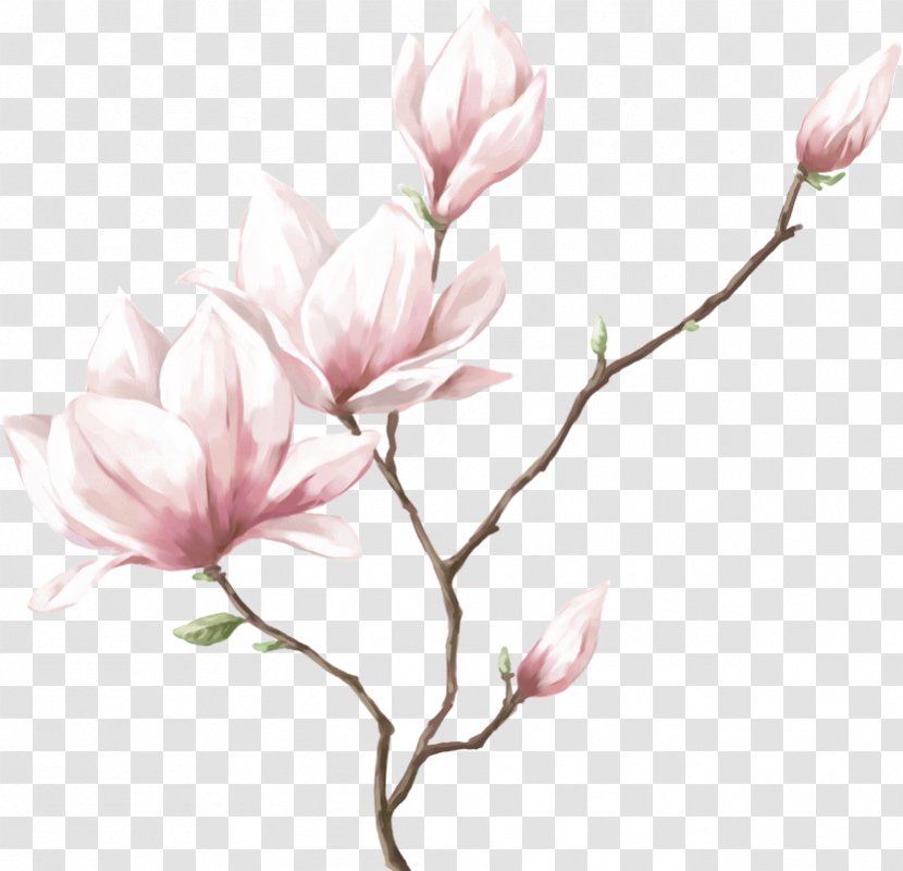 Watercolor Painting Drawing Flower - Magnolia Family - Real Transparent PNG