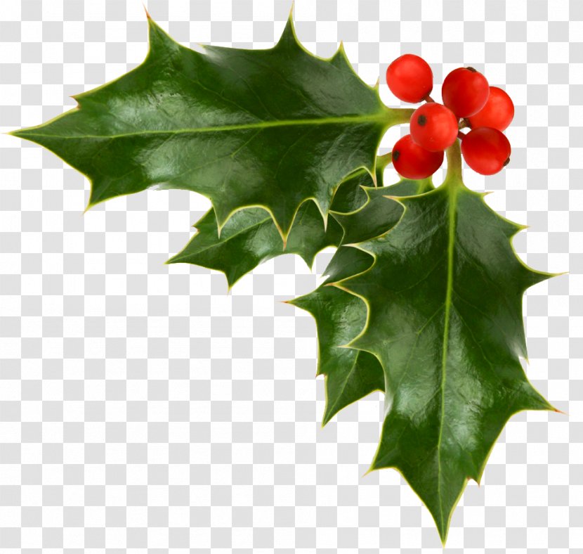 Common Holly Christmas Free Content Clip Art - Stockxchng - Corner Garland Cliparts Transparent PNG