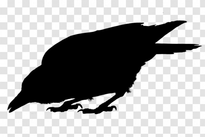 American Crow Common Raven Fauna Silhouette - Blackandwhite Transparent PNG