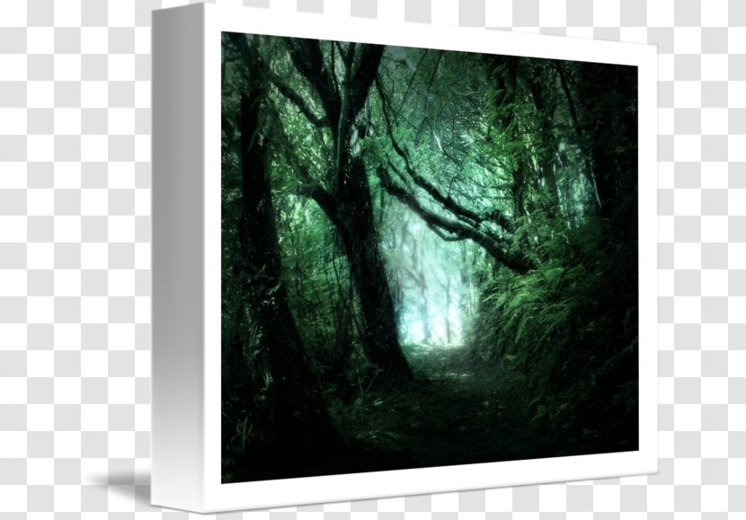 Forest Picture Frames Stock Photography Tree Green - Painting Transparent PNG