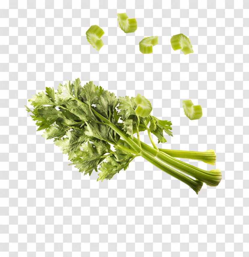 Parsley Herb Leaf Vegetable - Grass - Celery Transparent PNG