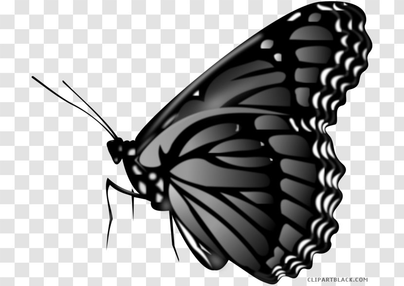 GPS Navigation Systems Vector Graphics Image Photograph Butterfly - Pollinator Transparent PNG