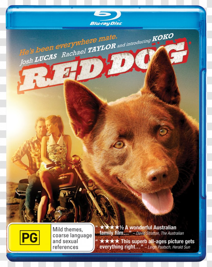 Australian Kelpie Red Dog Koko Comedy-drama - Popcorn Transparent PNG