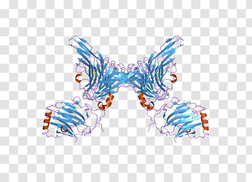 Butterfly GAS6 AXL Receptor Tyrosine Kinase - Enzyme Transparent PNG