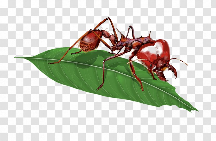 Atta Laevigata Insect Red Imported Fire Ant Myrmicinae - Ants And Leaves Transparent PNG