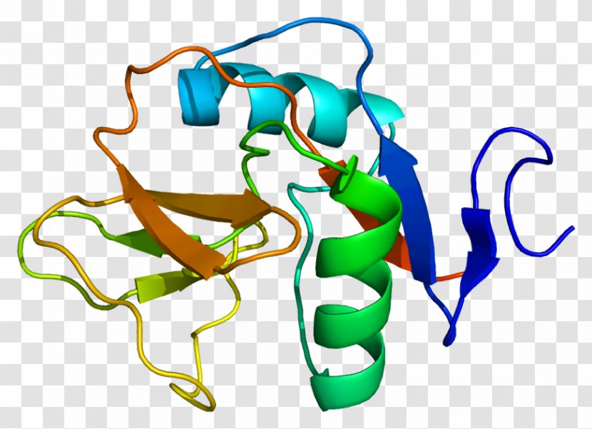 CD69 Membrane Protein C-type Lectin - Flower - Heart Transparent PNG