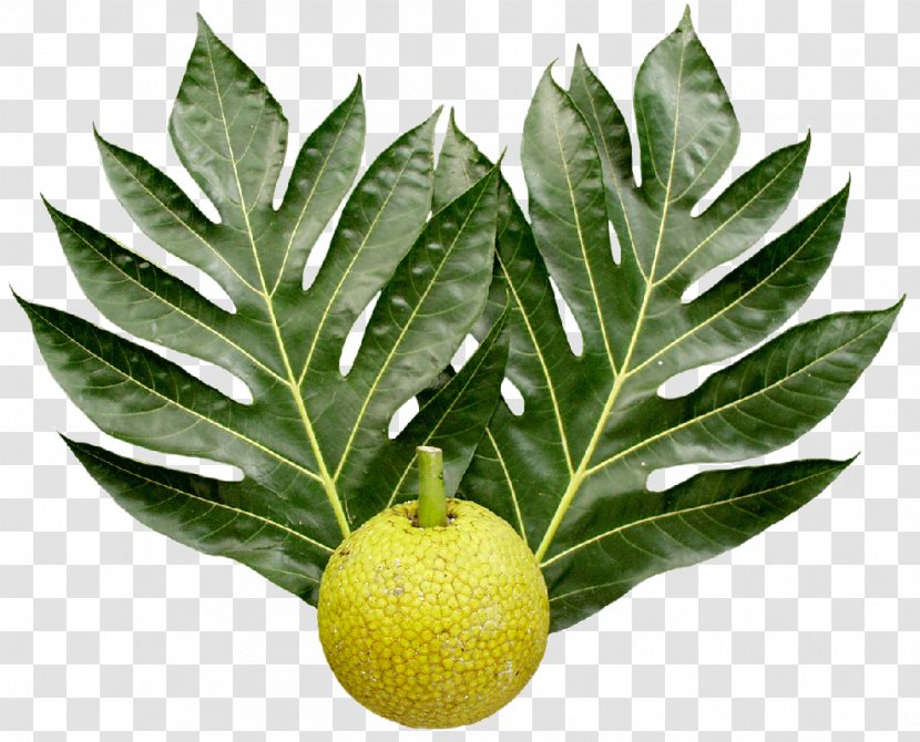 Breadfruit National Tropical Botanical Garden Leaf Food Transparent PNG