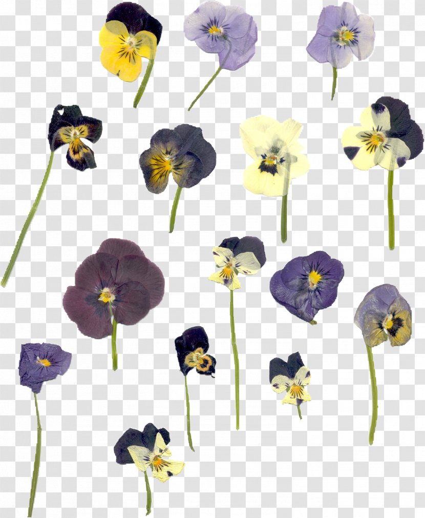 Flower Violet Purple Plant Yellow - Viola Family Transparent PNG
