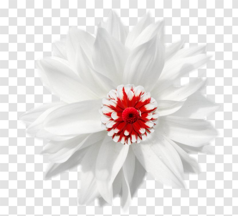 German Chamomile Flower - Chrysanths - White Transparent PNG