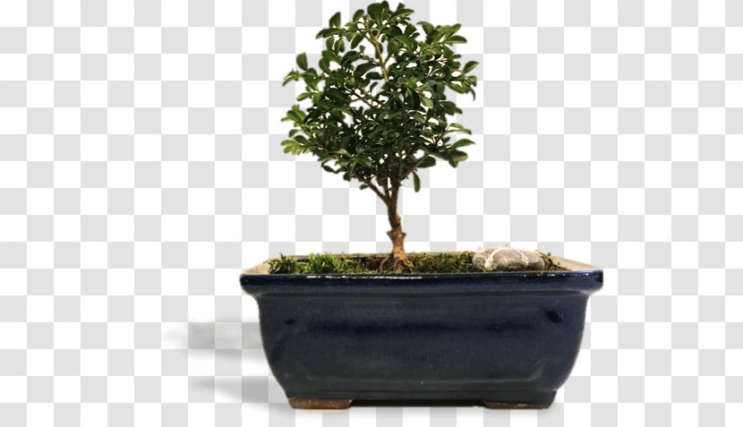 Chinese Sweet Plum Flowerpot Tree Herb Sageretia - Bonsai Pruning Transparent PNG