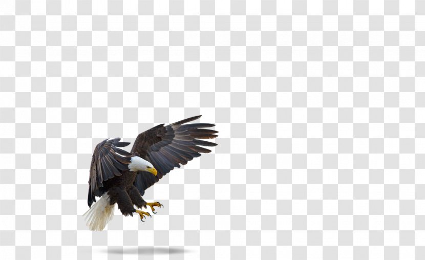 Bald Eagle Bird White-tailed Brackendale - Of Prey Transparent PNG