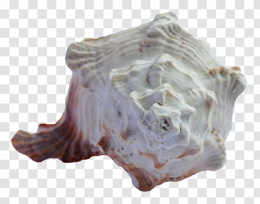 Seashell Sea Urchin - Shell Transparent PNG