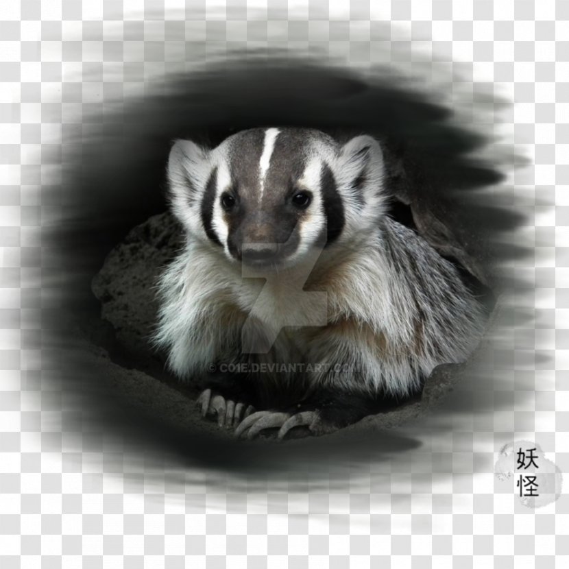 Ferret Badger Fur White Snout - Fauna Transparent PNG