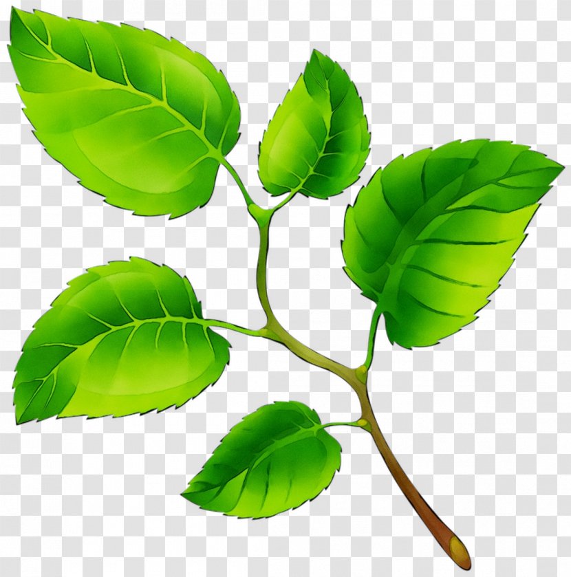 Leaf Plant Stem Branching Plants - Flowering - Green Transparent PNG