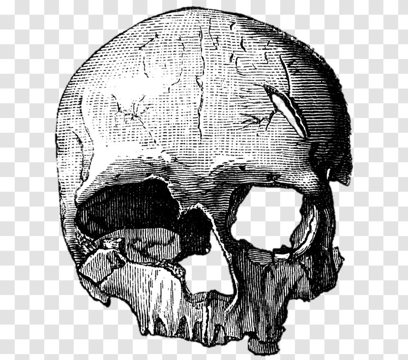 Skull Cro-Magnon Drawing Bone - Head Transparent PNG