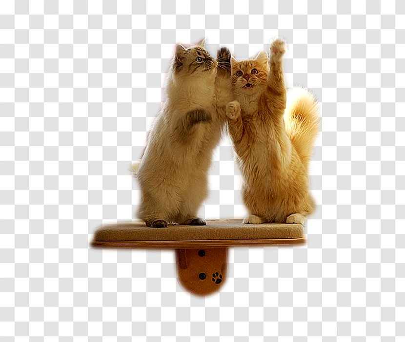 Cat Kitten Pet - Drawing - Two Cats Transparent PNG