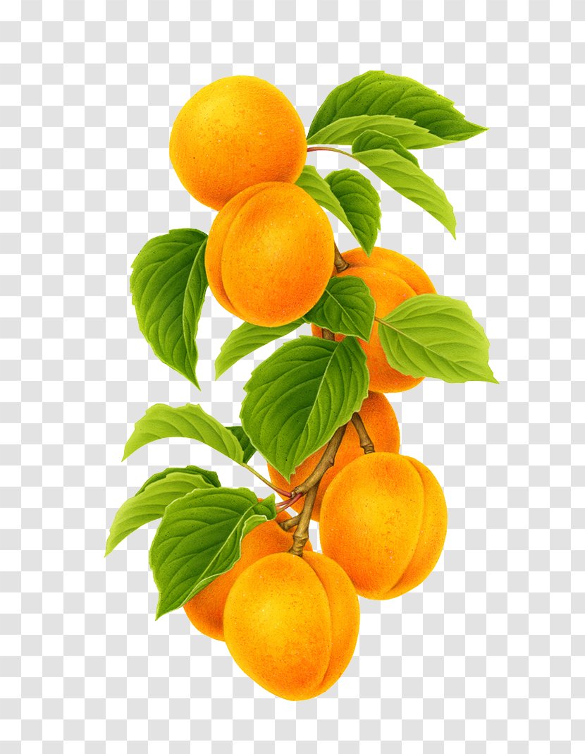 Clementine Mandarin Orange Apricot Fruit - Hand-painted Transparent PNG